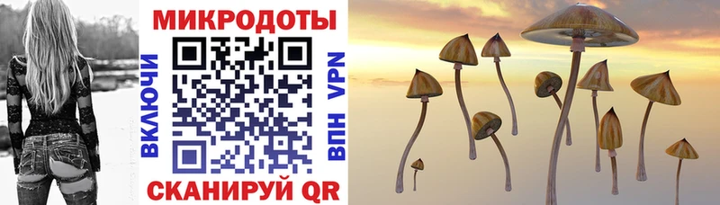 Галлюциногенные грибы Psilocybe Зуевка